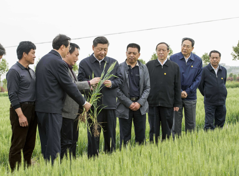 2016年4月25日下午，習近平在安徽滁州市鳳陽(yáng)縣小崗村察看小麥長(cháng)勢。左一為種糧大戶(hù)程夕兵。新華社記者 李學(xué)仁 攝